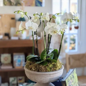 Pedestal Potted Orchid Arrangement