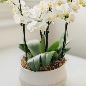 Talia Potted Orchid Arrangement